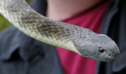 Chuyên gia bắt rắn tử nạn sau khi bị rắn độc nhất thế giới cắn